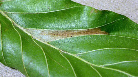 Mine of Phyllonorycter maestingella on Fagus